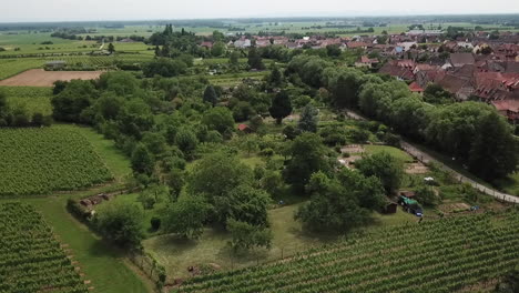 Aerial View of Lush Green Vineyards in Rural Countryside