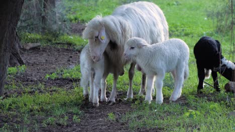 slow motion shot of mother sheep feeding lamb with two other lambs next to her in sardinia, italy