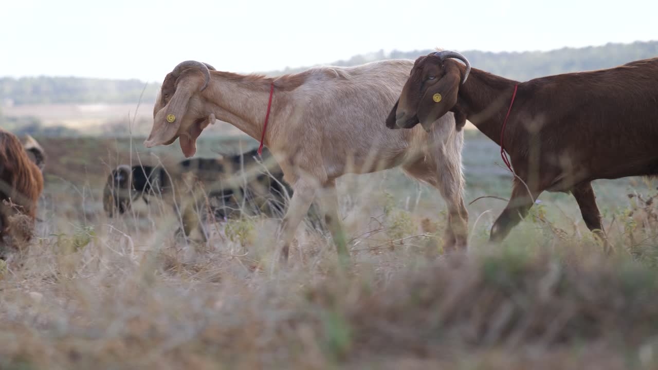 Herd of goats going for a walk