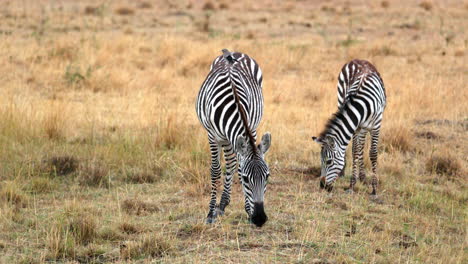 two zebras grazing in the field at maasai mara national reserve in kenya, africa