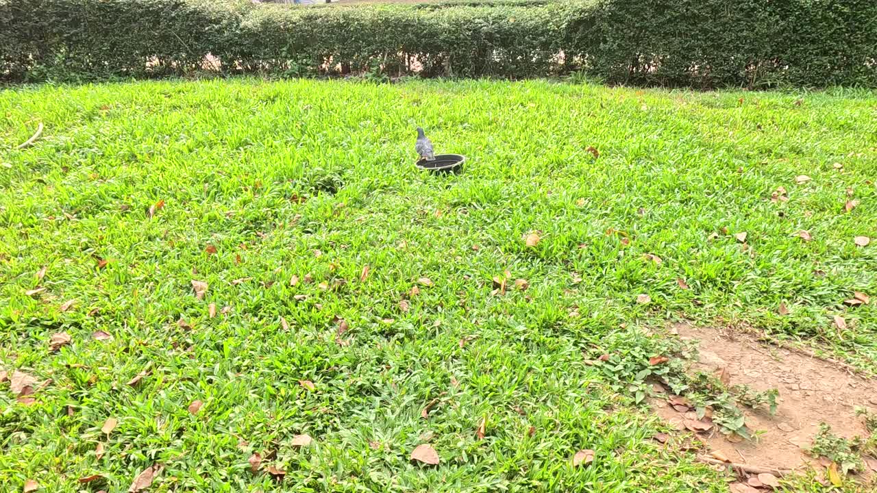 한 새가 잔디로 인 공원을 걸어가고 있다.