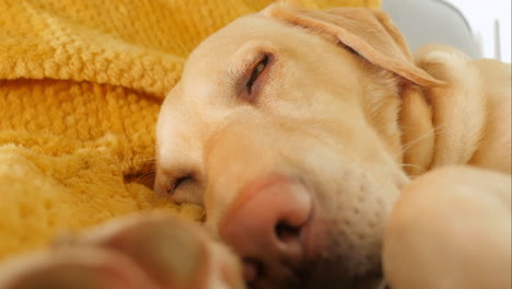 sleepy yellow labroador lazily blinks sleeping on blanket, close-up