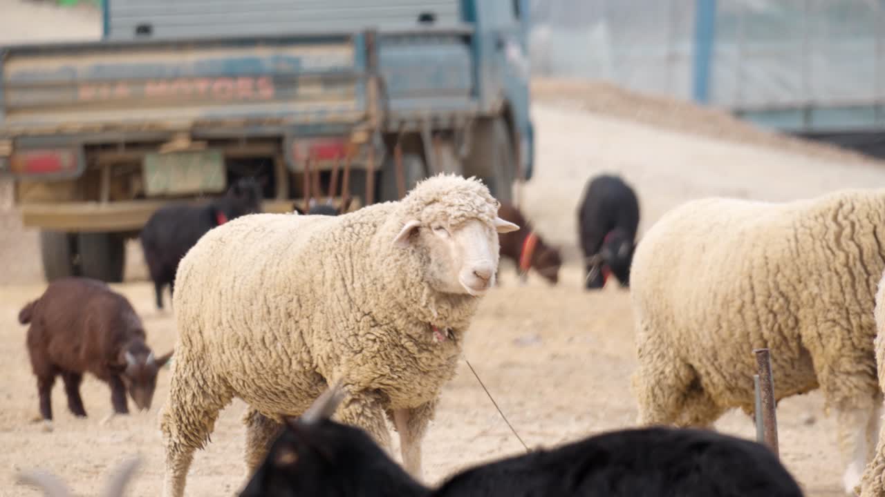 Pecore Merino e capre legate in una fattoria rurale in Corea del Sud con un camion nel cortile