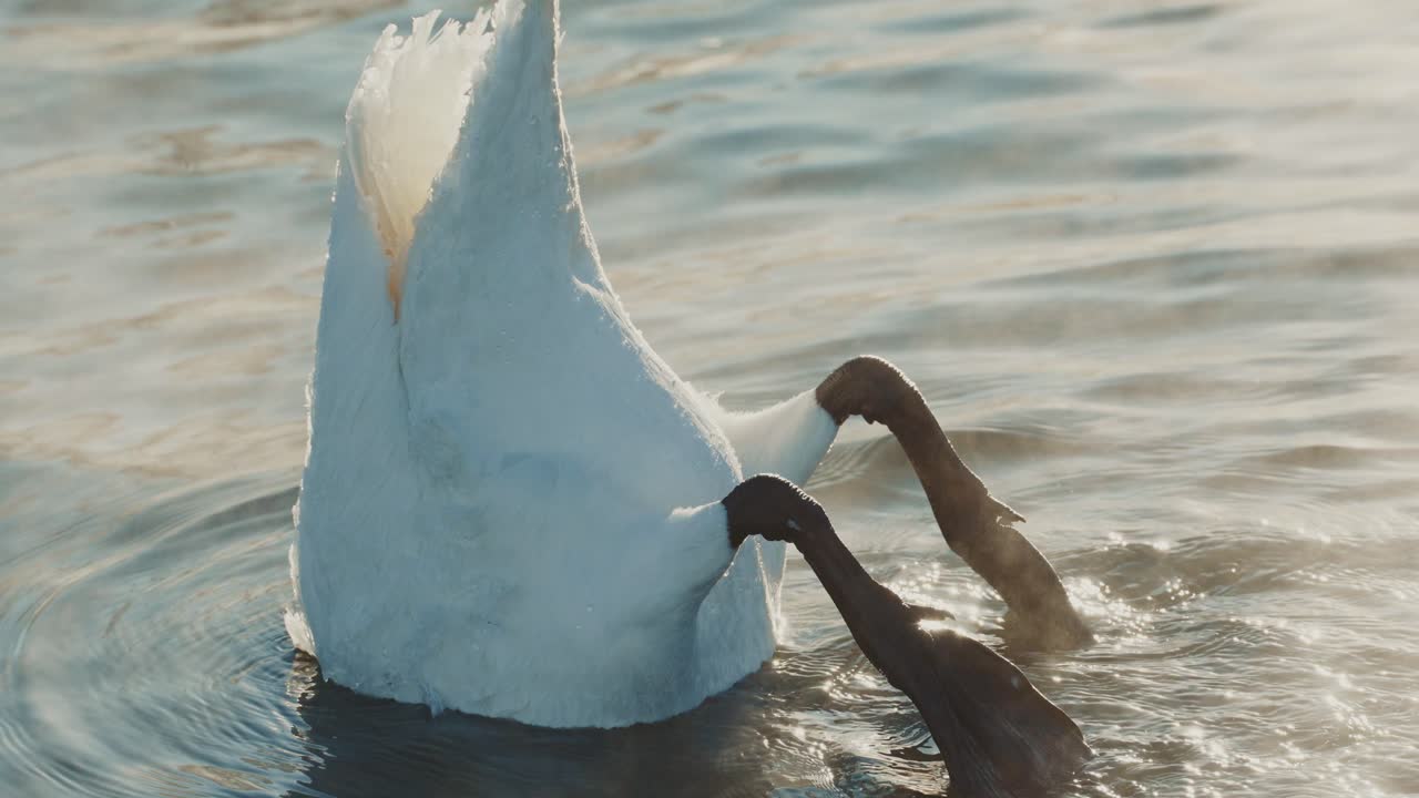 Swans Preening in a Lakeside Setting