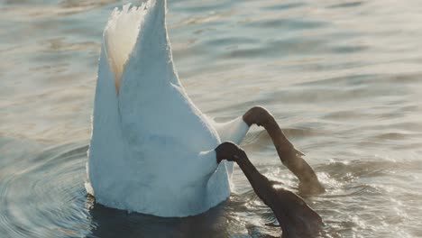 swans preening in a lakeside setting
