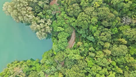 A-dynamic-descending-aerial-footage-towards-the-peeking-portions-of-the-winding-road-covered-by-various-healthy-trees-on-the-mountains-surrounding-the-Shing-Mun-Reservoir-in-Hong-Kong