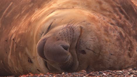 Inclínese-Hacia-Abajo-Sobre-Un-Enorme-Macho-De-Elefante-Marino-Durmiendo-En-La-Playa-De-Arena-Con-Su-Divertida-Nariz-Larga