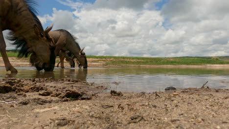 thirsty blue wildebeest drinking water at natural waterhole. low side pov