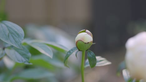 Mohnknospen-In-Verschiedenen-Blütezuständen