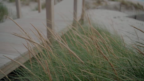 primer plano de la hierba alta por una pasarela de madera en una playa de arena