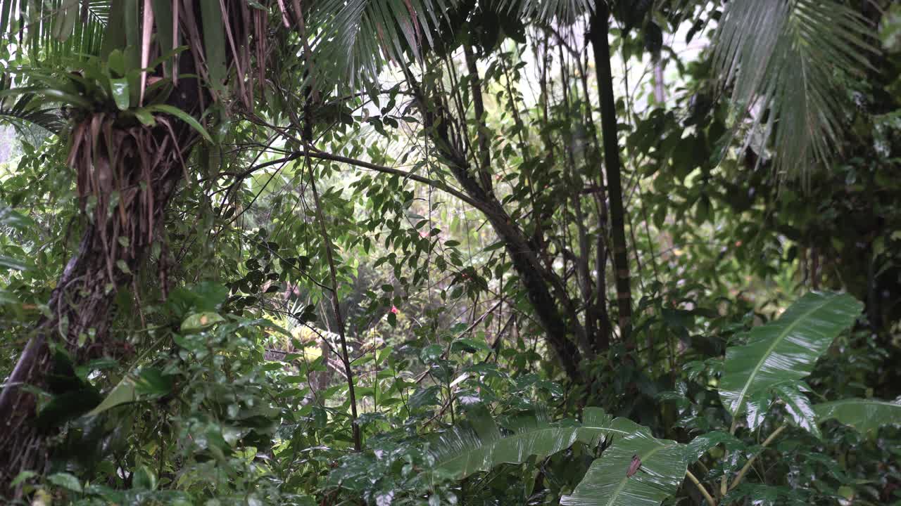 Gocce di pioggia con fitta vegetazione della foresta pluviale sullo sfondo