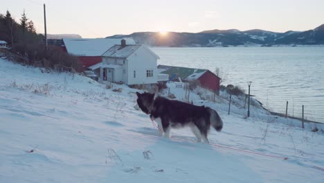 husky alaskan malamute en un pueblo de nieve profunda a orillas del lago al atardecer en vanvikan, indre fosen, noruega