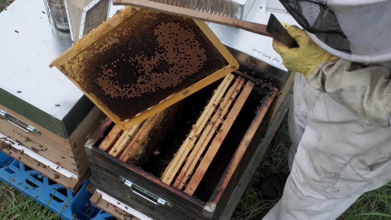 Beekeeper in a bee-garden. Farmer in protective hat takes out a honeycomb with bees from bee hives to check honey harvest in apiary on a warm summer day