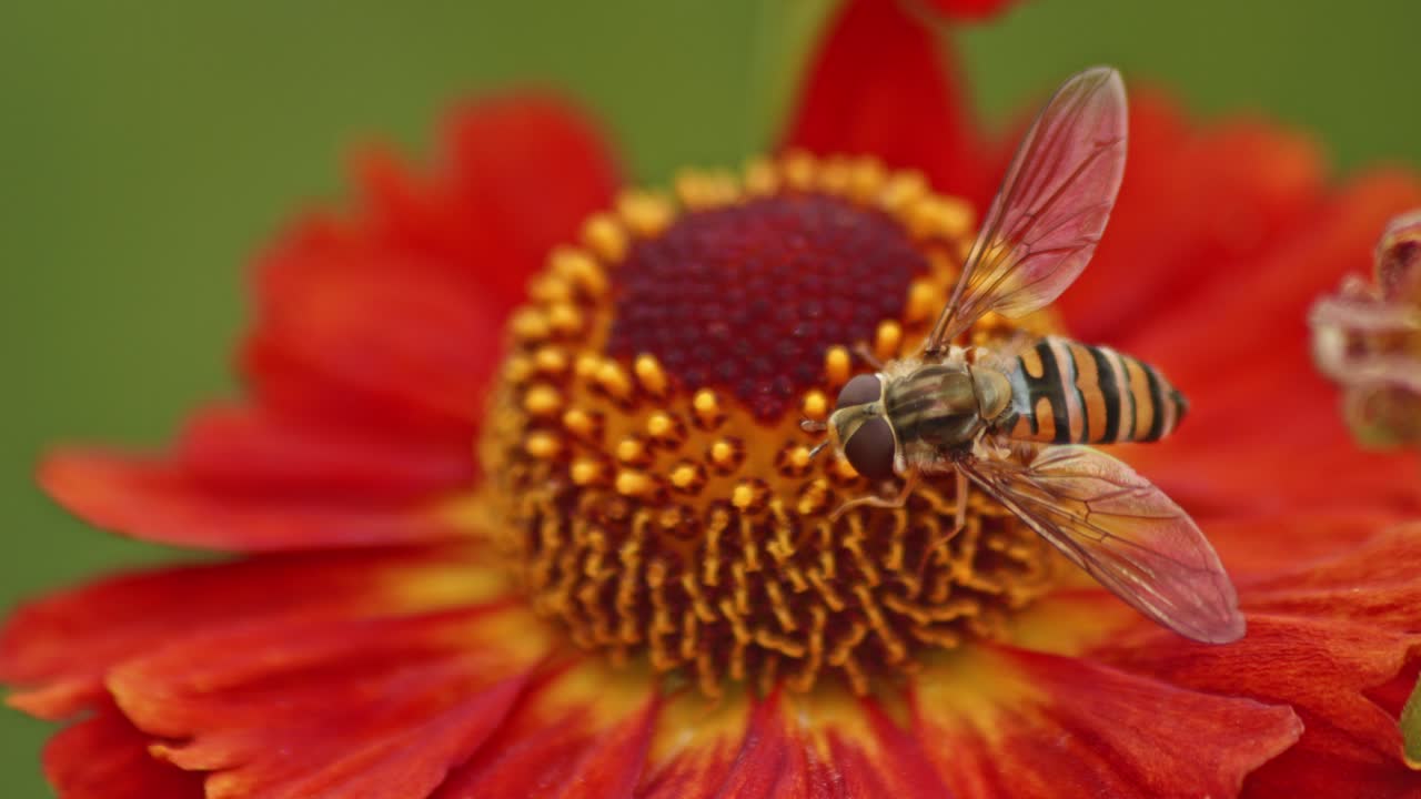 la mosca flotante imita a una abeja y recoge néctar en la flor de zinnia roja - de cerca