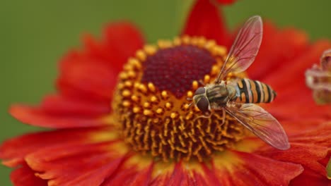 La-Mosca-Flotante-Imita-A-Una-Abeja-Y-Recoge-Néctar-De-Una-Flor-De-Zinnia-Roja,-De-Cerca