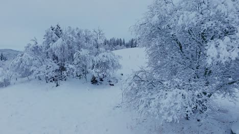 snow-laden bushes in winterly rural nature. pullback shot