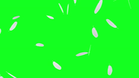 White-feathers-of-birds-or-angels-falling-and-floating-on-green-screen