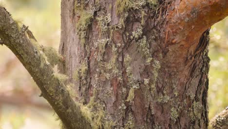 Buntspechtvogel-Auf-Einem-Baum-Auf-Der-Suche-Nach-Nahrung.-Der-Buntspecht-(Dendrocopos-Major)-Ist-Ein-Mittelgroßer-Specht-Mit-Schwarz-weiß-Geschecktem-Gefieder-Und-Einem-Roten-Fleck-Am-Unterleib