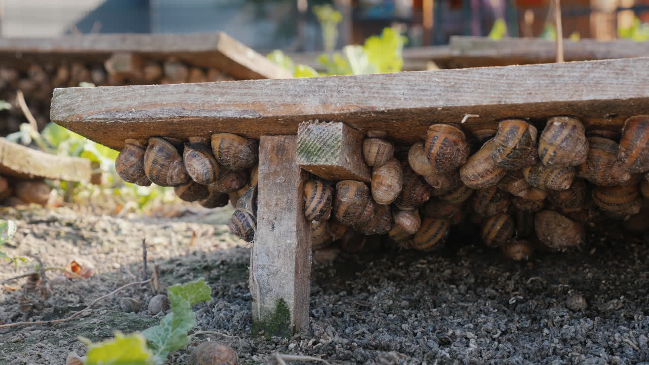 그들이 자란 농장에서 달팽이가 담긴 컨테이너 2