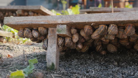 contenedor con caracoles en la granja donde se cultivan 2