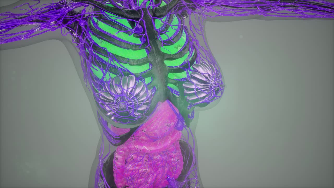 modelo que muestra la anatomía del cuerpo humano ilustración