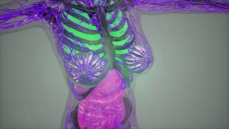 model showing anatomy of human body illustration