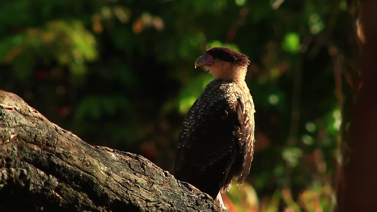 una caracara crestada del norte solitaria encaramada en una rama de árbol en busca de comida
