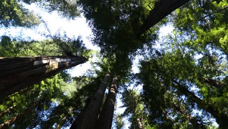 Tall-Sequoia-Redwood-Trees-in-California,-Low-Angle-Looking-Up-Rotating-Shot