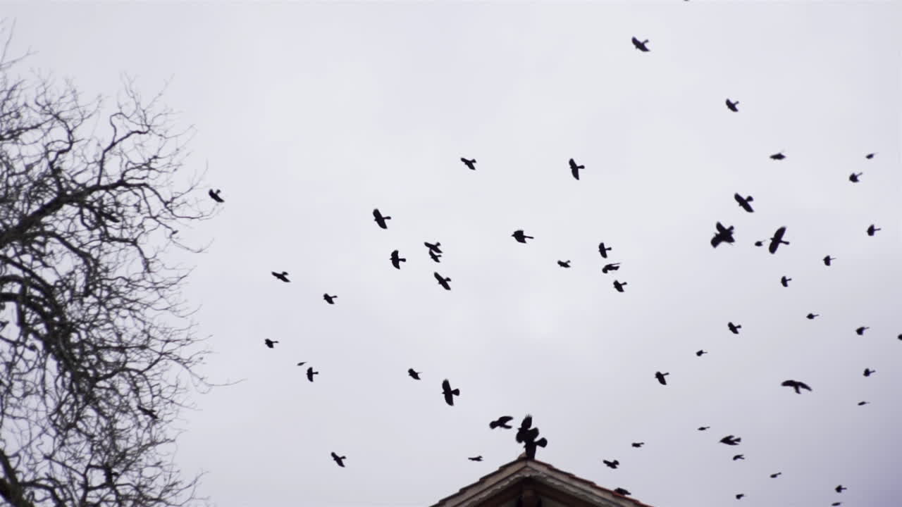 A Flock Of Birds Flying Over The Roof Of A House In Switzerland Under The Dramatic Sky - Low Angle Shot