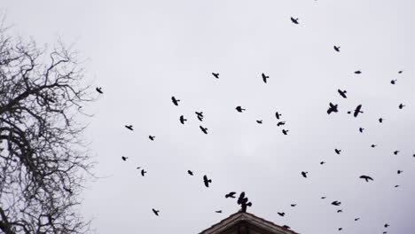 a flock of birds flying over the roof of a house in switzerland under the dramatic sky - low angle shot
