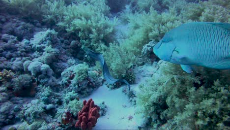 giant moray eel and napoleon wrasse swim across reef and up into sunshine hunting together