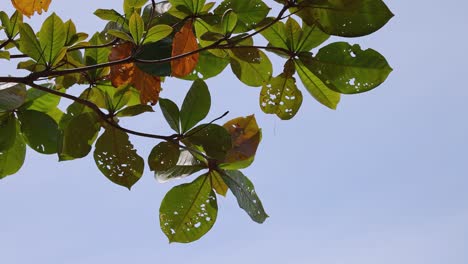 close-up of tropical leaves showing pest damage against a clear sky, highlighting environmental impact and natural textures