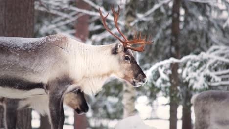 wild reindeer eating in lapland forest while snowing