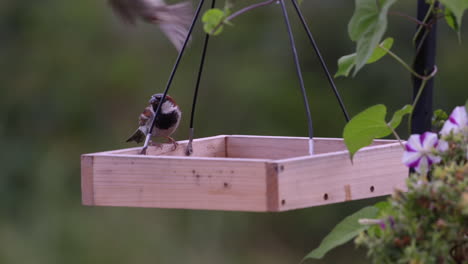 Small-bird-eating-on-a-tray-style-feeder-in-Maine