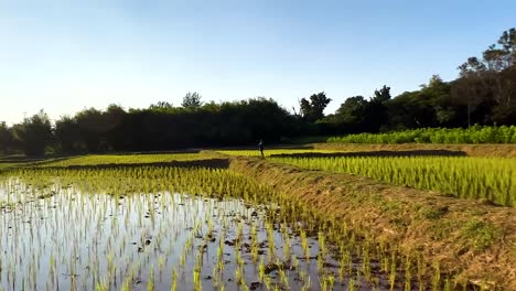 bright sunlight over rice paddies with clear reflections and lush greenery in the background.