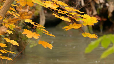 canadian maple leaves at autumn fall season at algonquin park ontario