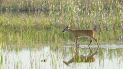 graceful white tailed deer walking along sawgrass marsh water habitat