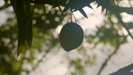 mango verde colgando en la altura en el árbol, mirando hacia el sol, silueta de primer plano