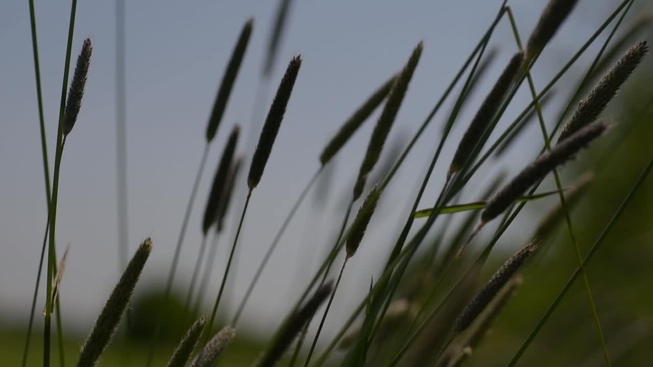 여름  ⁇ 빛  ⁇ 에 들판에서 바람에 불고 있는  ⁇