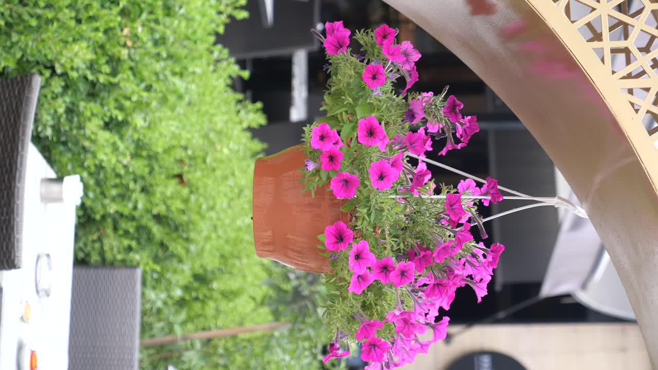 Flower pot with petunias