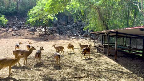 deer group exploring zoo habitat in thailand