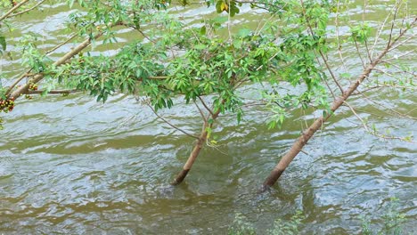 árboles inundados por río