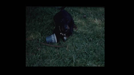 family dog gets snout caught in cup