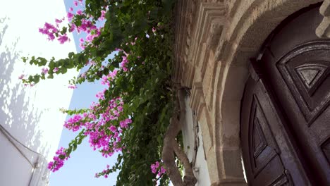 pink bougainvillea flowers in front of old door in white greek village