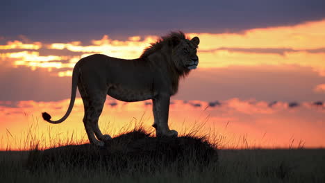majestic lion at sunset