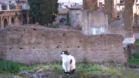 Gato-Blanco-Y-Negro-Sentado-En-Una-Pared-Frente-A-Las-Antiguas-Ruinas-Romanas