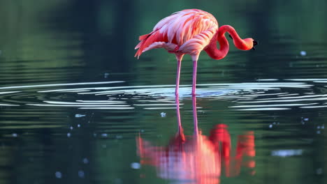 pink flamingo standing in water with reflection
