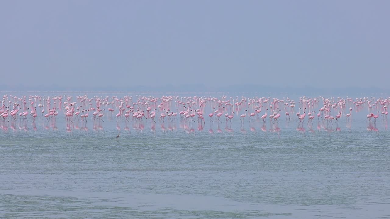 플라밍고 또는 플라밍고 (flamingo) 는 페니코프테리포르메스 (phoenicopteriformes) 의 유일한 조류 가족인 페니코프테리포르메스 (phoenicopteridae) 에 속하는 조류의 일종이다. 라자스탄, 인도.