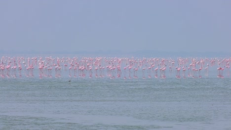 los flamencos o flamencos son un tipo de ave de vadeo en la familia phoenicopteridae, la única familia de aves en el orden phoenicopteriformes. rajasthan, india.