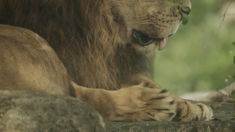 Großer-Afrikanischer-Männlicher-Löwe,-Der-Seine-Pfote-Nach-Oben-Neigt,-Um-Gesicht-Und-Mähne-Freizulegen